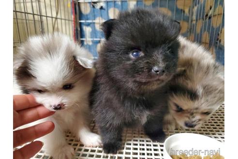 成約済の愛知県のポメラニアン-163356の10枚目